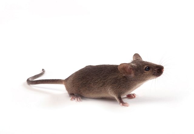 MDX mouse model used in muscular dystrophy studies