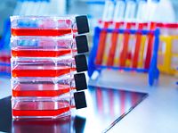Cell biology assays in both 2D and 3D formats can be used to aid oncology research
