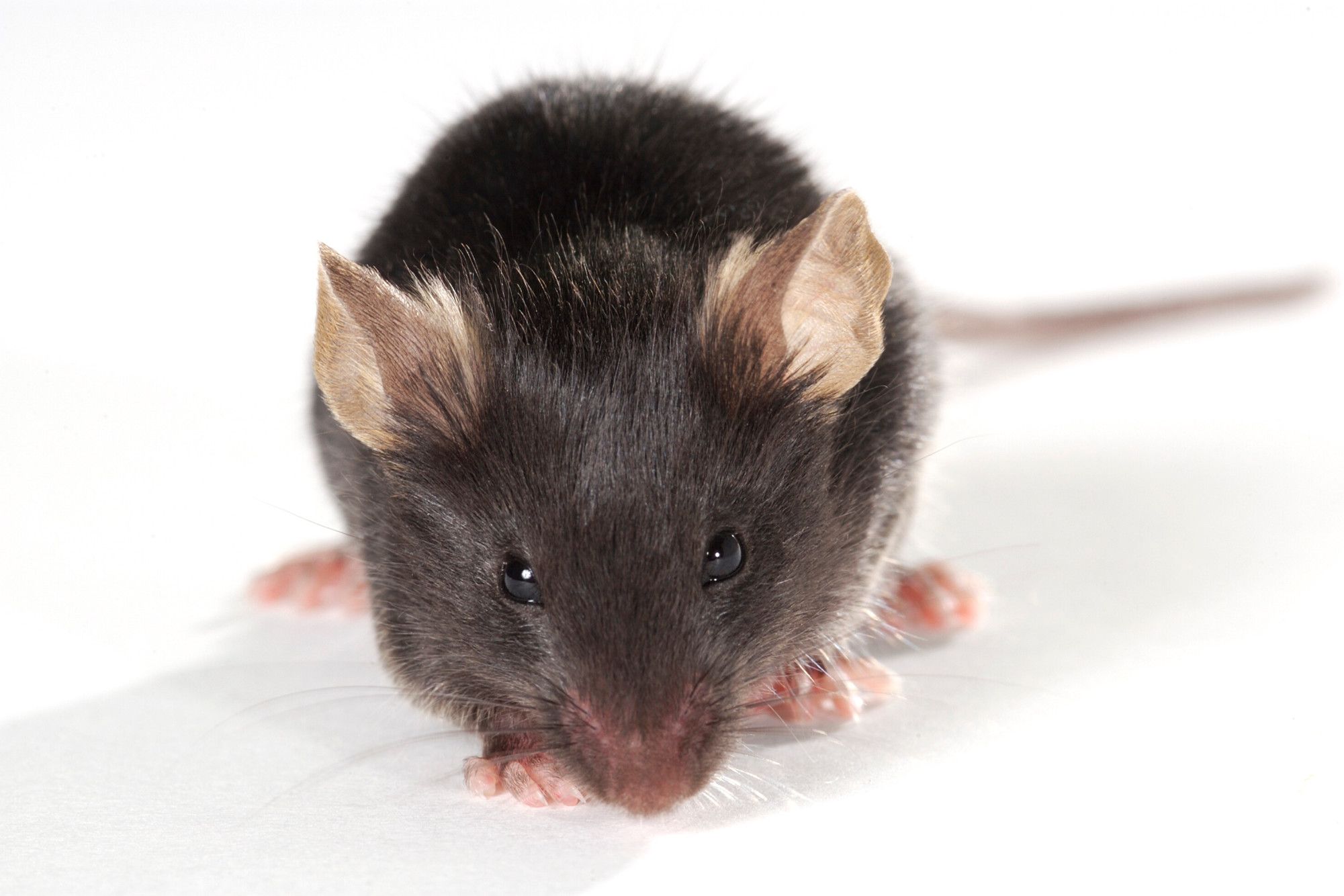 CVN Mouse Model for Alzheimer's Disease Studies Charles River