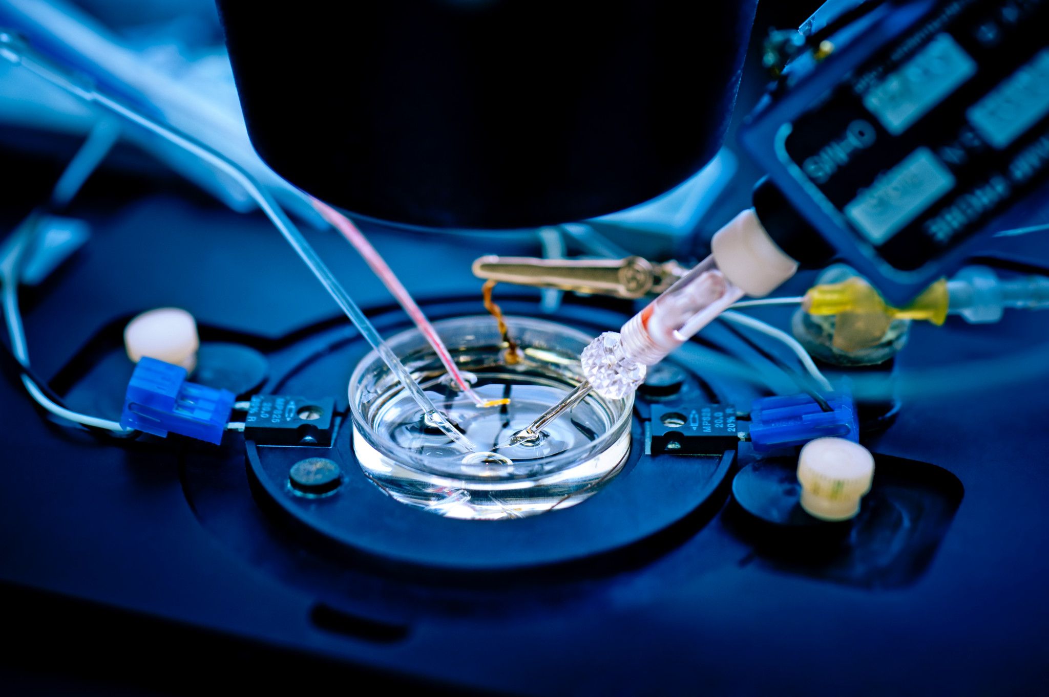 Patch-Clamp Electrophysiology Studies | Charles River