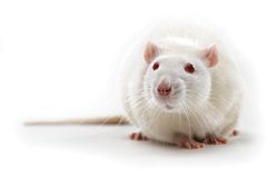 obese white rate facing front