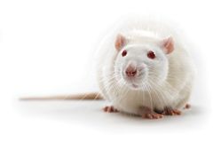 obese white rate facing front