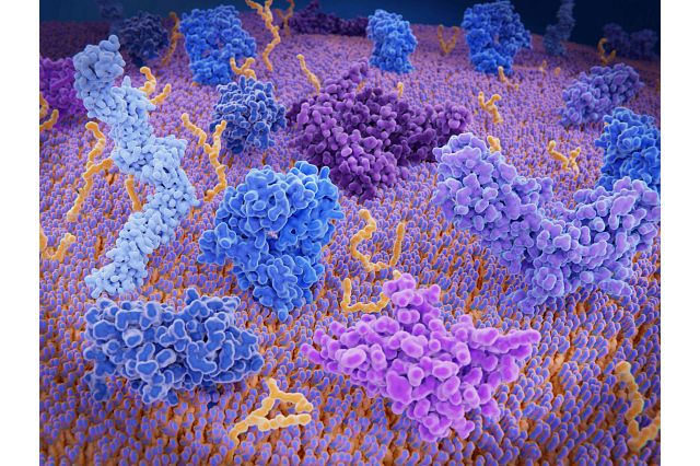 microscopic rending of t cells