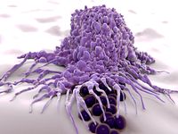 3D illustration of a Macrophage cell used in preclinical oncology research