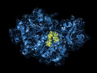 Chemistry services for oncology research is vital in order to optimize the best version of your compound.