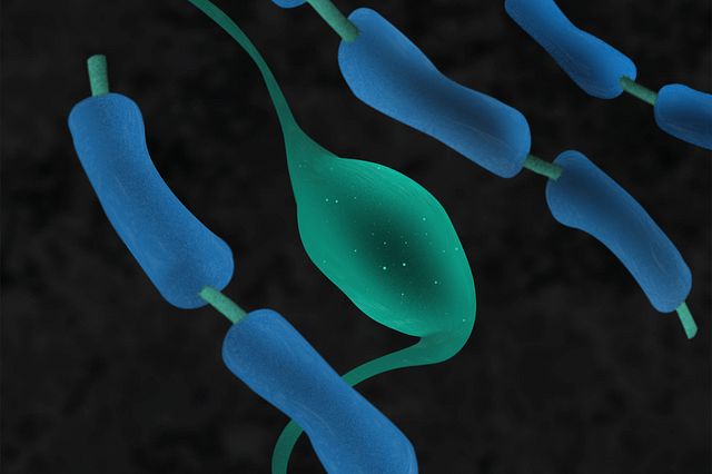 A graphical image of a neuron encased in myelin sheath relevant to the main Multiple Sclerosis phenotype