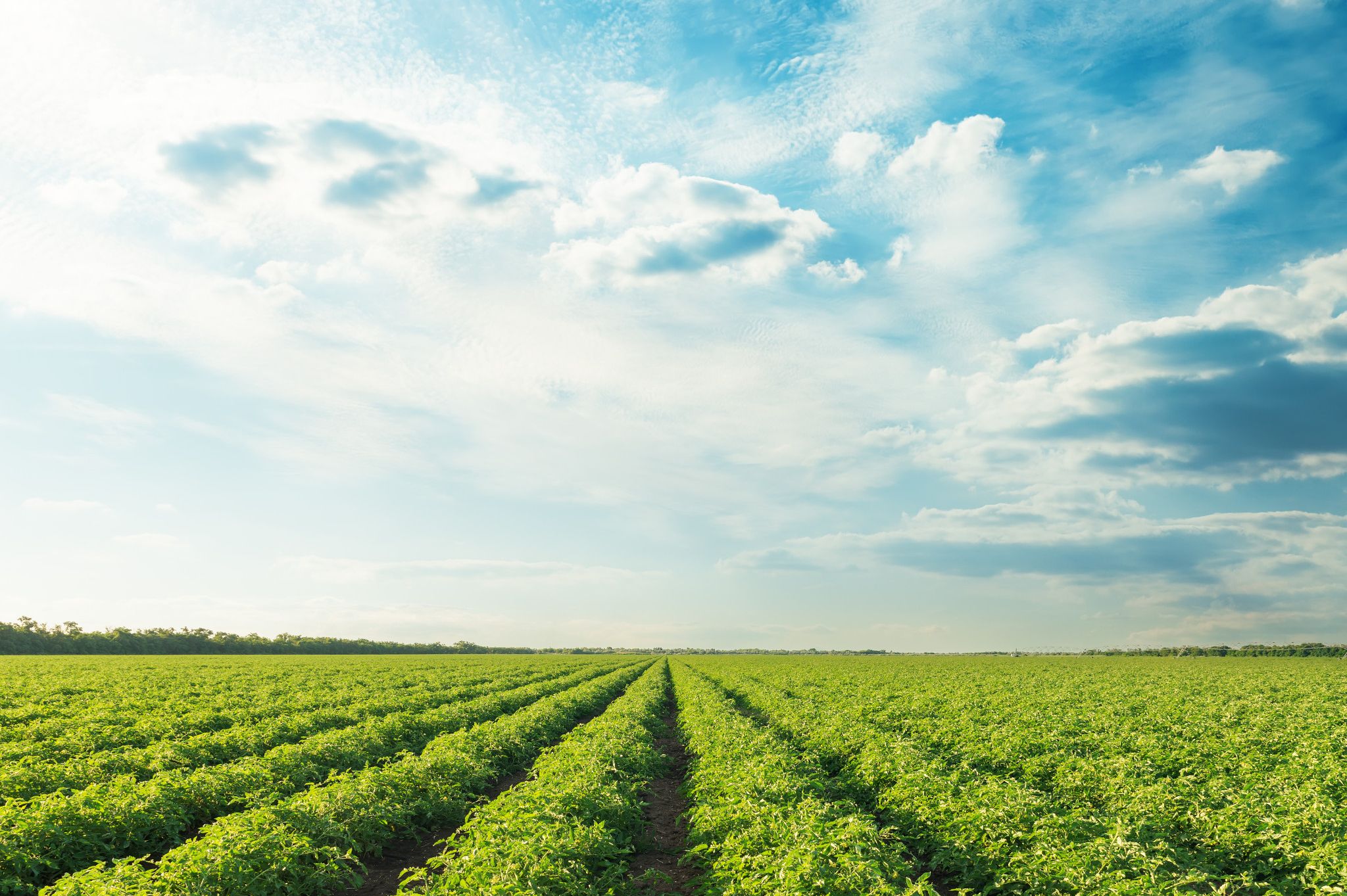 Panoramic view of a well-maintained agricultural field with symmetrical rows of green crops under a partly cloudy sky, bordered by a tree-lined horizon.