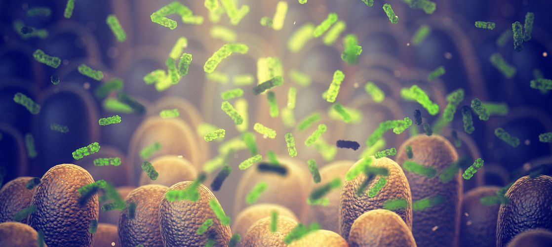 Intestinal bacteria, Gut microbiome helps control intestinal digestion and the immune system, Probiotics are beneficial bacteria used to help the growth of healthy gut flora.