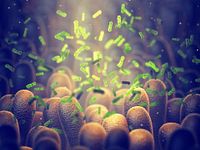 3D image of intestinal bacteria