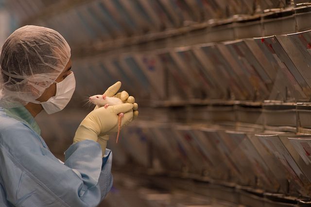 technician wearing PPE holing rat