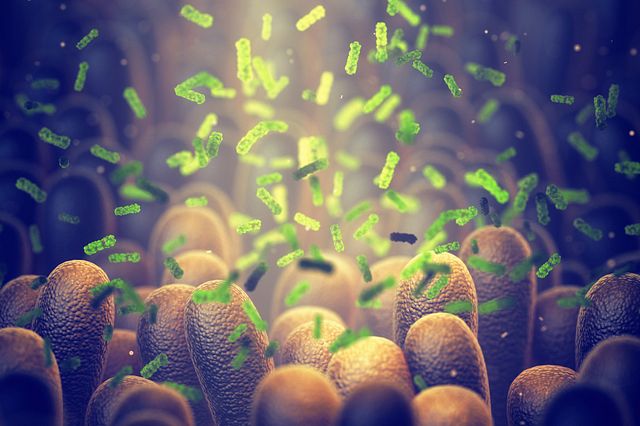 3D image of intestinal bacteria