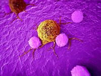 In vivo pharmacodynamic (PD) screens allow the function to be evaluated, and whether the is immune modulation, before entering disease specific models