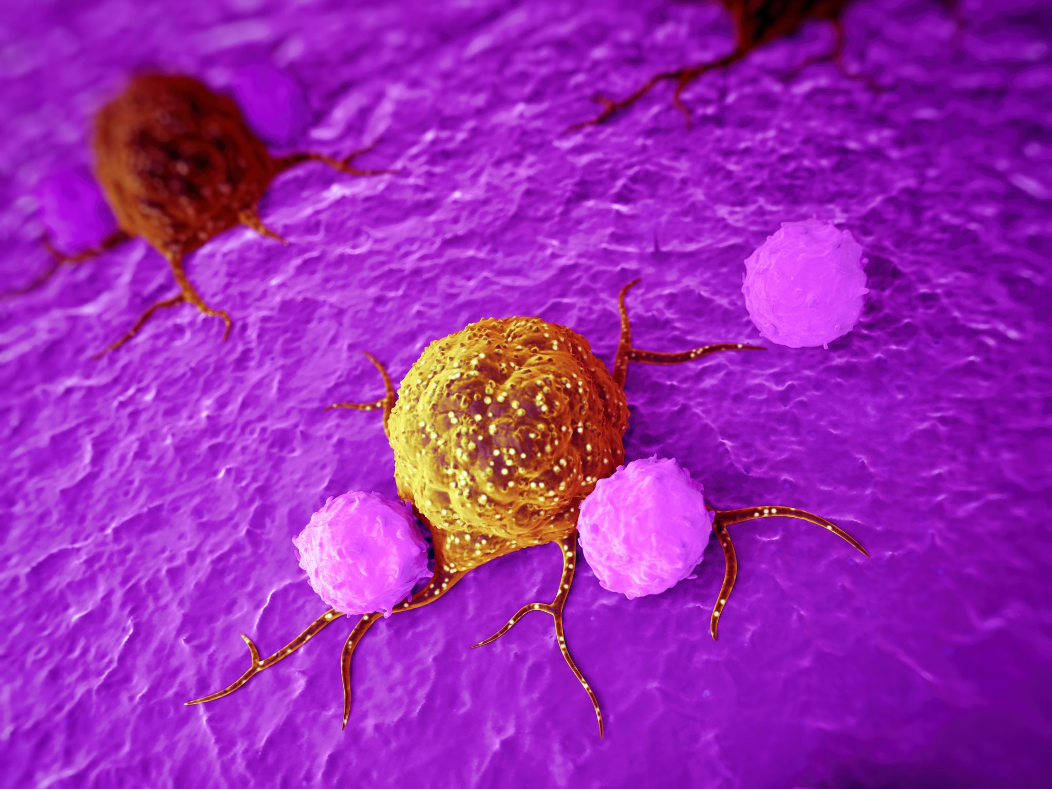 The immune system fighting cancer cells- Charles River has a range of immune-oncology models and assays.