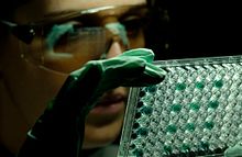 A scientist is examining results of ELISA plate. The ligand binding assay uses a solid-phase enzyme immunoassay to detect the presence of a ligand in a liquid sample using antibodies directed against the protein to be measured.