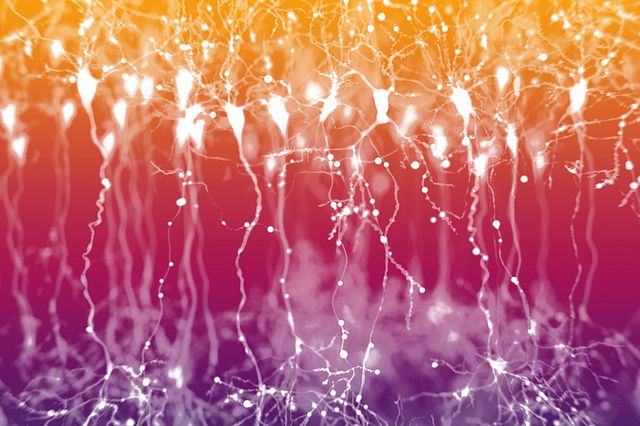 A graphical image of many neurons with long axons in pink, purple and yellow hues