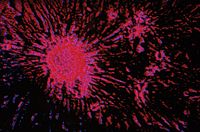 in vivo efficacy models, for example breast cancer models, can be used to evaluate potential anti-cancer compounds