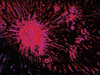 in vivo efficacy models, for example breast cancer models, can be used to evaluate potential anti-cancer compounds