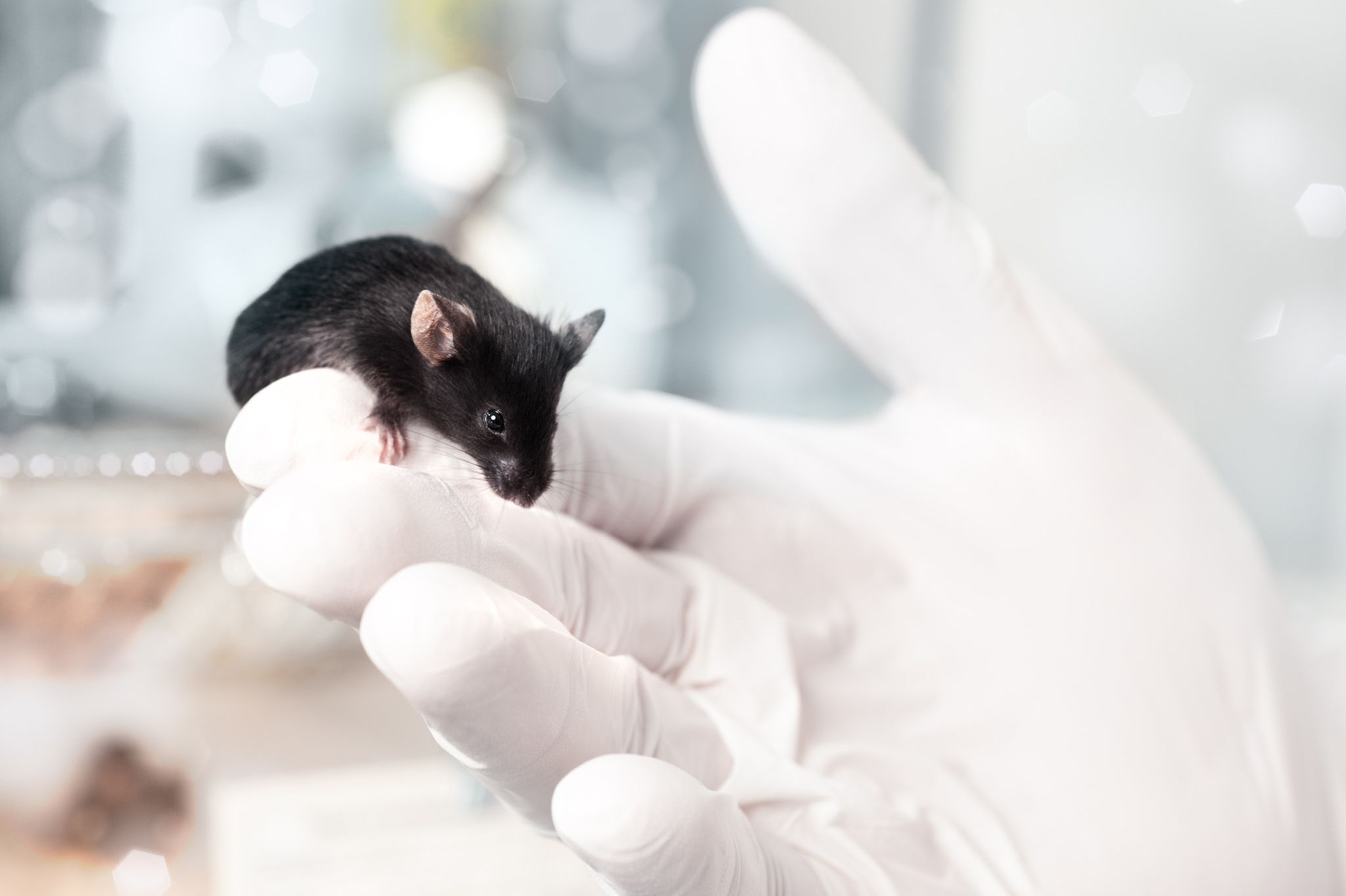 Tg2576 Mouse for Alzheimer's Disease Research Charles River