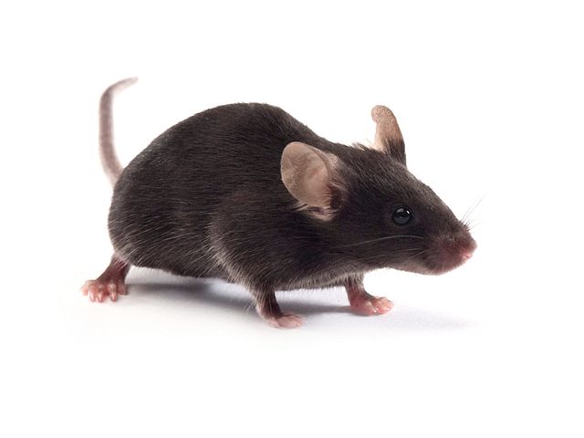 mouse model of oxaliplatin-induced neuropathic pain