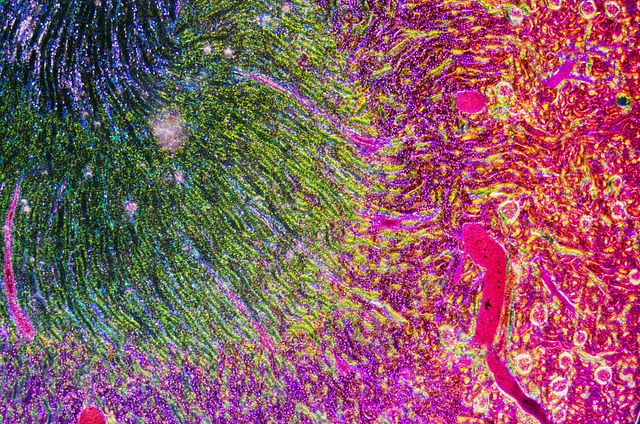 science medical anthropotomy physiology microscopic section of human kidney tissue background