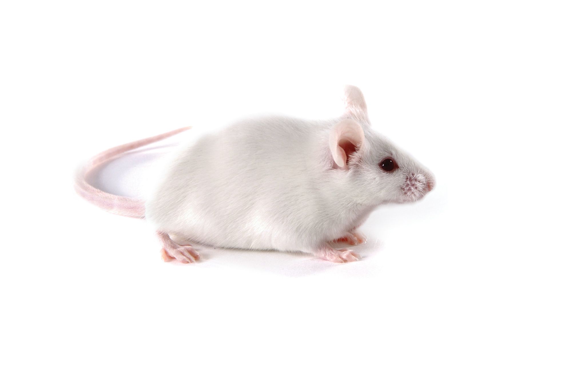 TripleImmunodeficient Mice Charles River Laboratories.