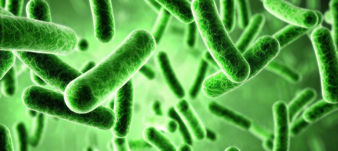 Bacterium