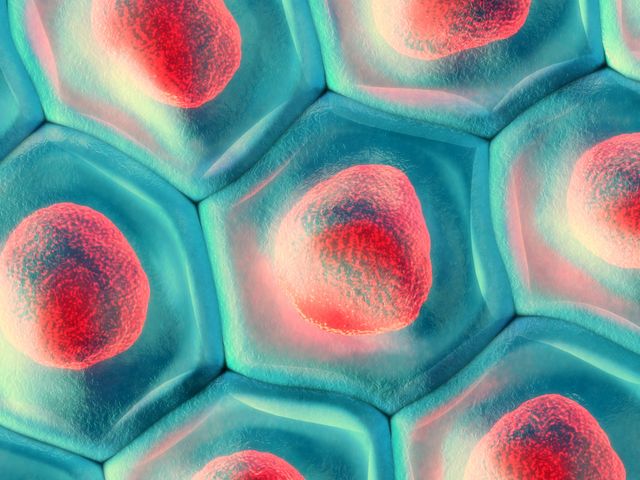 3-D image of skin cells viewed during studies using Atopic Dermatitis Models