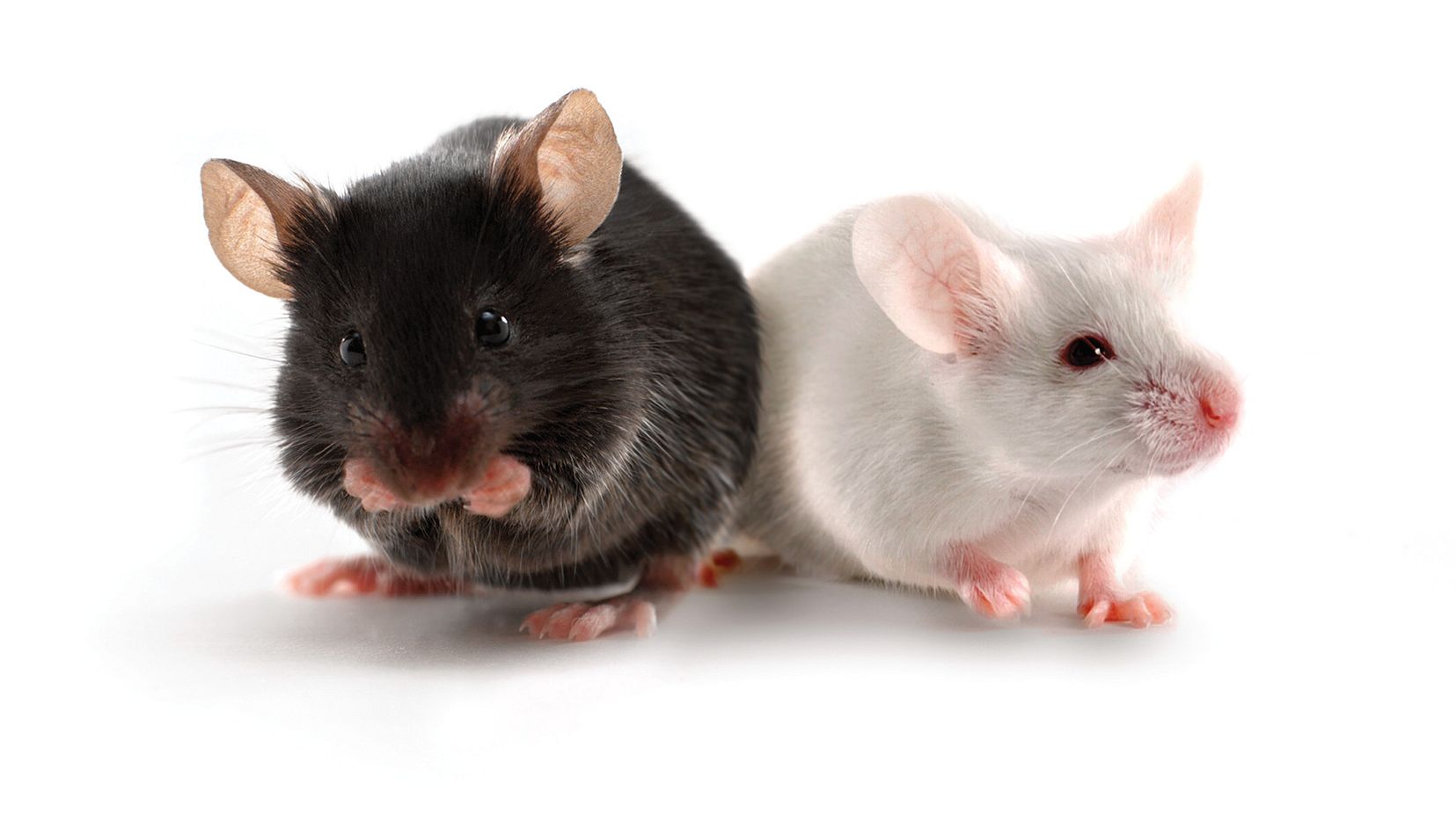 Animal Model Health Reports Charles River