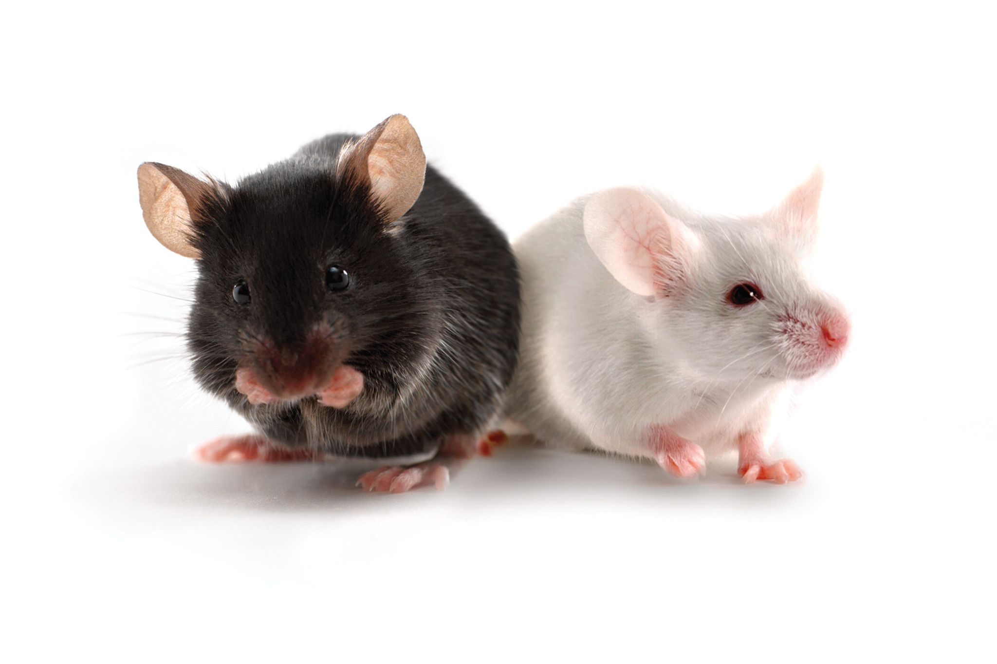 Modal Mouse Mouse Models | Charles River Laboratories