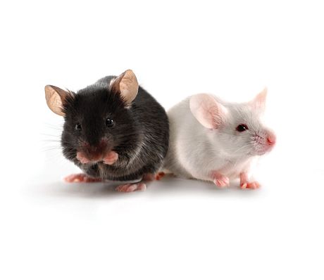 black mouse and white mouse sitting next to each other