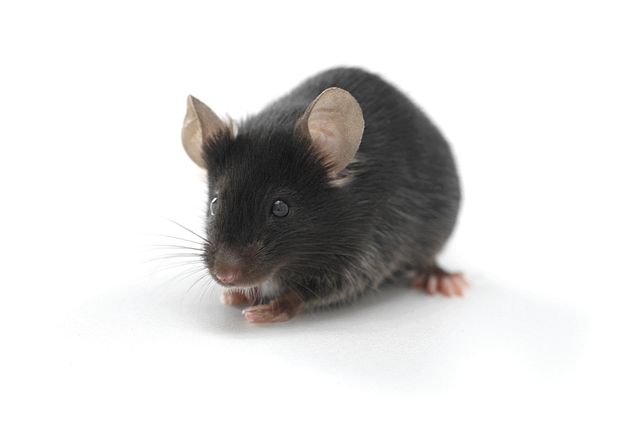 syngeneic mouse model