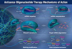 Graphic of Antisense Oligonucleotide Therapies Mechanism of Action, which are being applied to Rare Diseases. This form of gene therapy target RNA sequencing, enzymatic pathways and splicing mechanism to impact gene mutations.