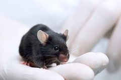 gloved hand holding a black mouse facing the camera