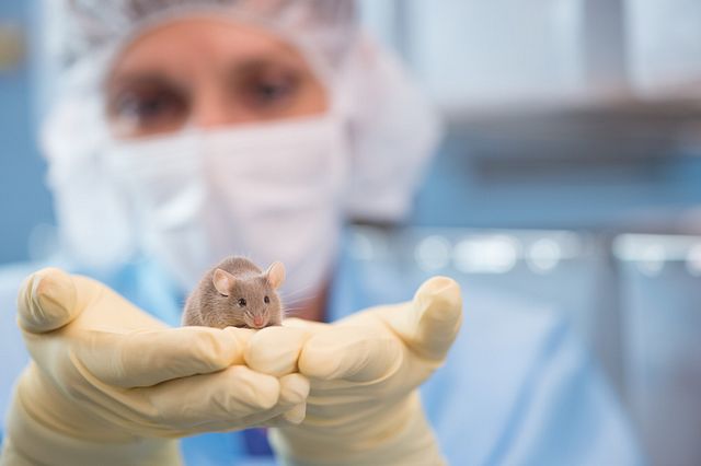 lab technician holding a mouse model
