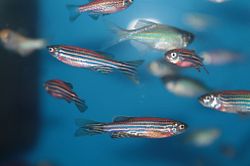 zebrafish swimming in aquarium