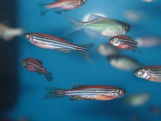 Zebrafish swimming in aquarium