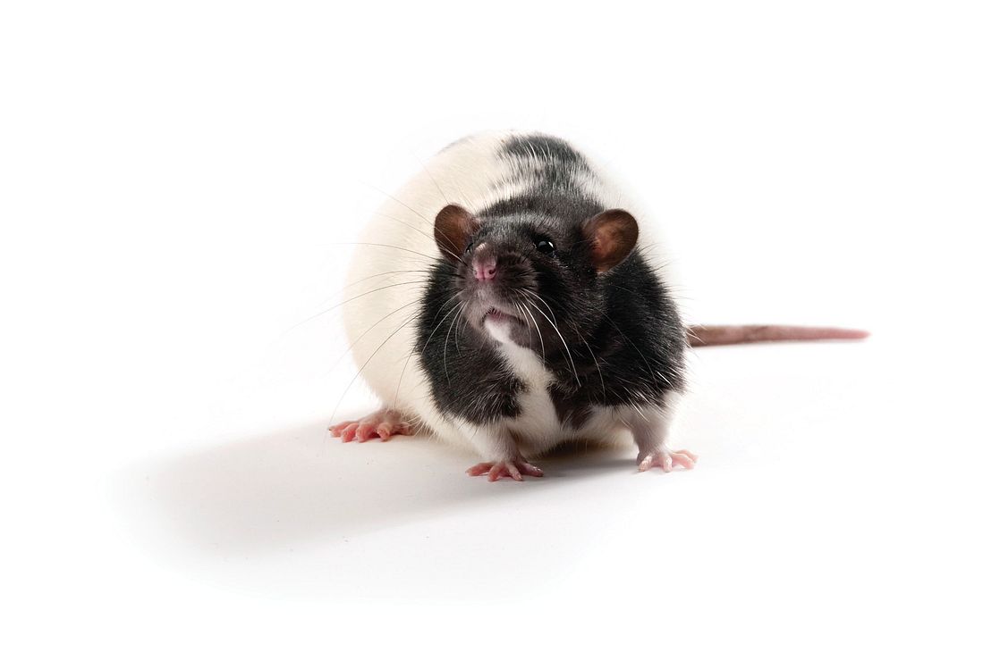 Charles River Teams with Crown Bioscience on ZDSD Rodent Model ...