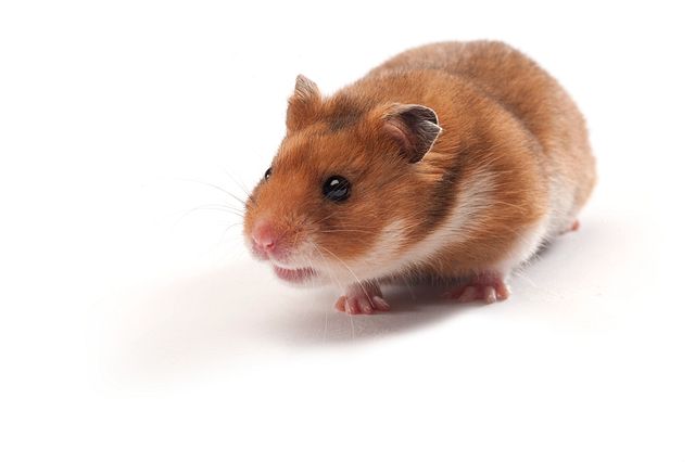 Hamsters in medical research