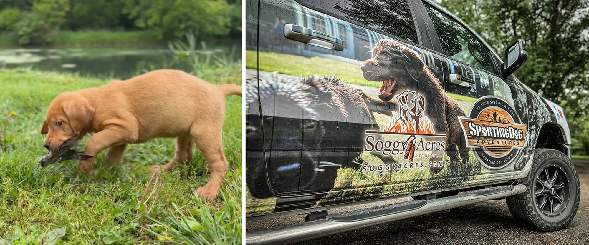 Dog retrieving a bird and the Soggy Acres truck