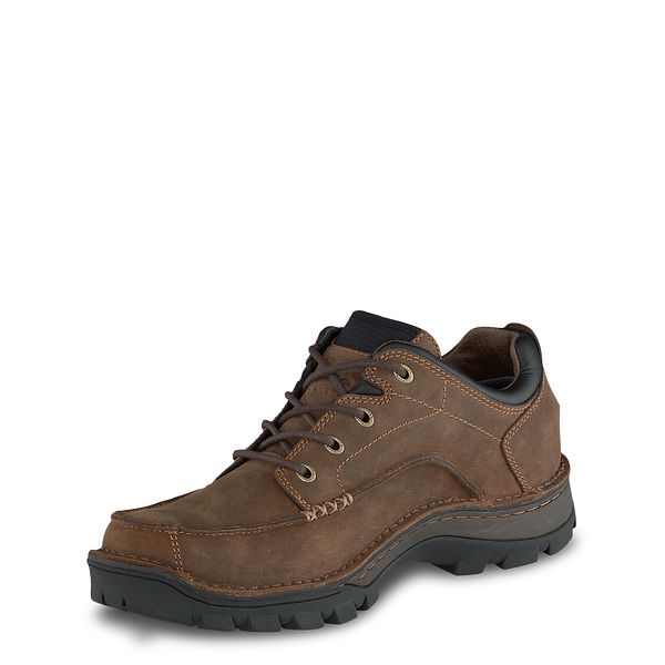 irish setter borderland oxford