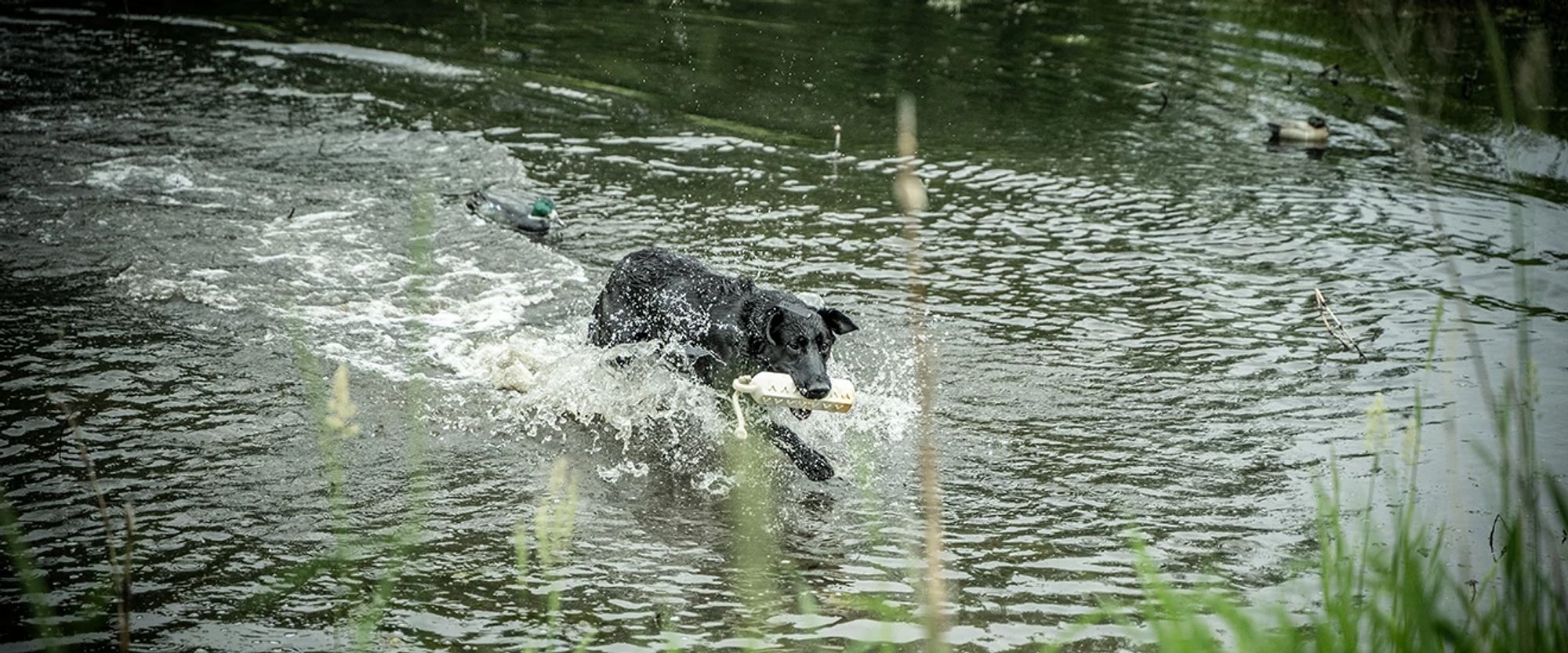 Dog training at soggy acres