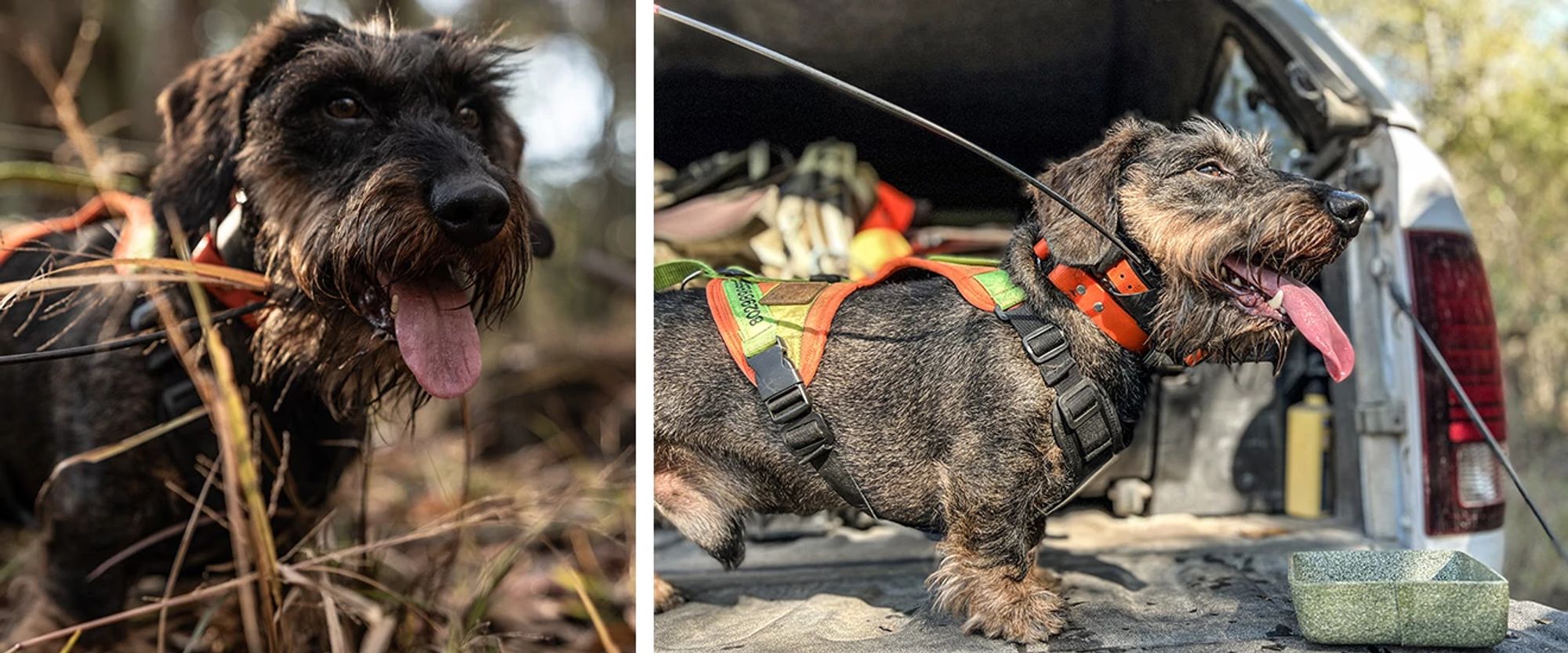 Jaeger the wire-haired Dachshund dog