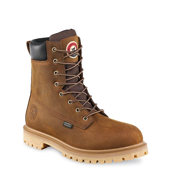 irish setter hopkins