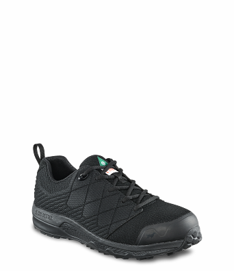 Irish 2025 setter 83930
