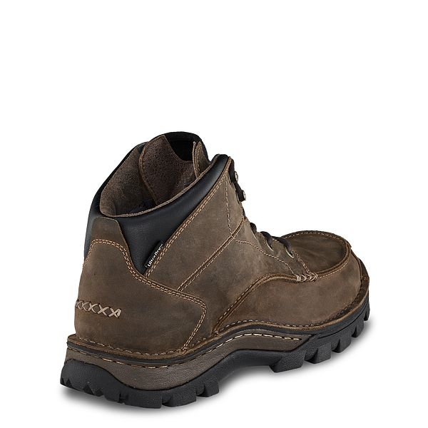 irish setter borderland