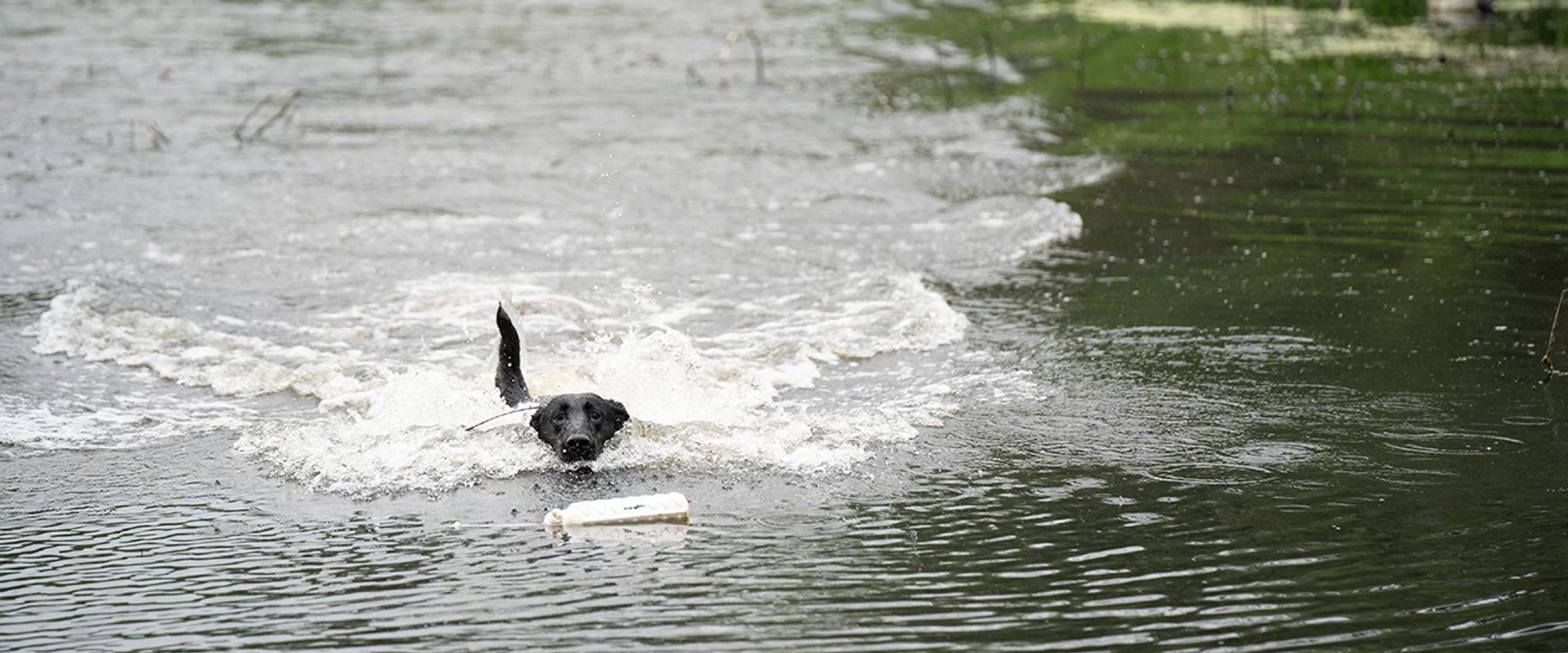 Dog training at soggy acres