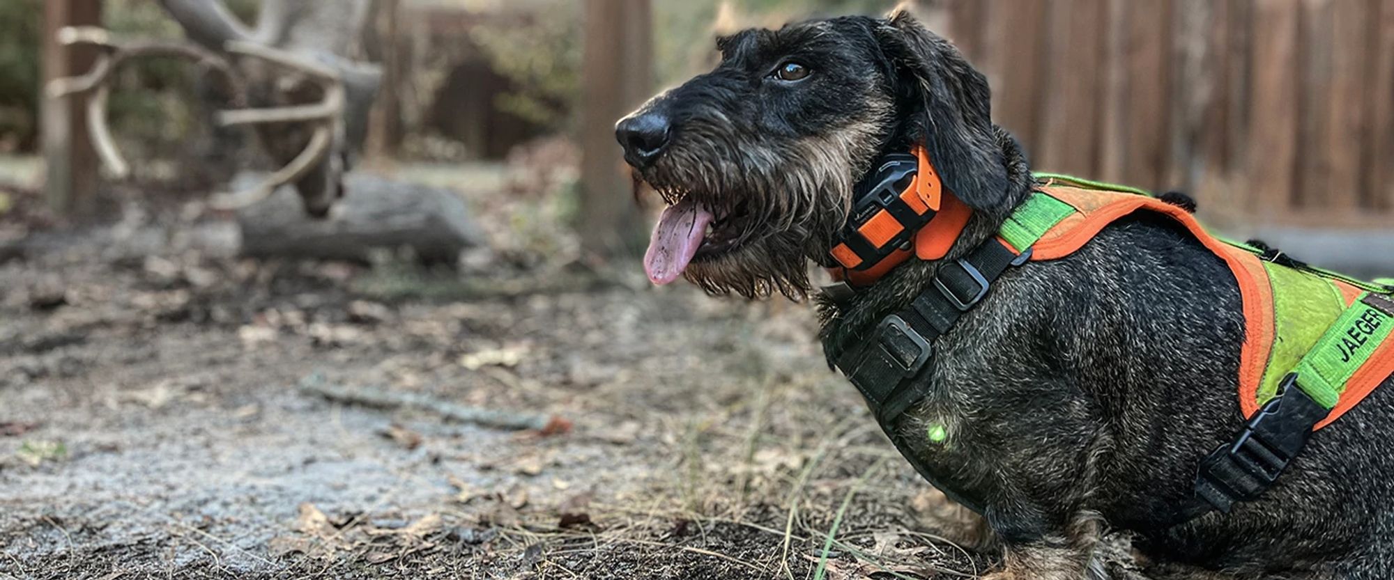 Jaeger the wire-haired Dachshund dog
