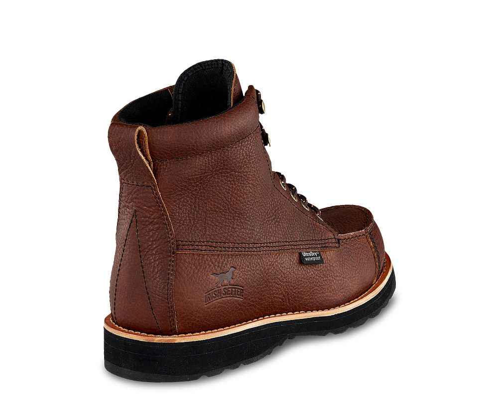 irish setter 807