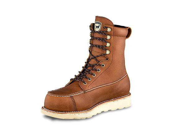 irish setter 83832