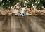 Healthy pets for the holidays
